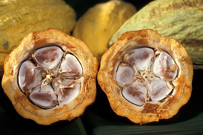 Kakaobohnen in der Frucht des Kakaobaums