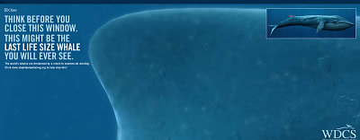 Blauwal in Lebensgröße
